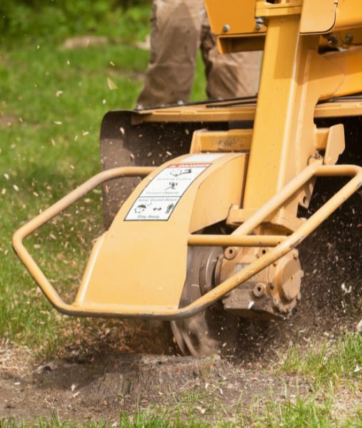 This is a photo of stump grinding being carried out in Tenterden. All works are being undertaken by Tenterden Tree Surgeons