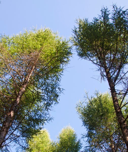 This is a photo of over grown trees needing crown reduction in Tenterden .