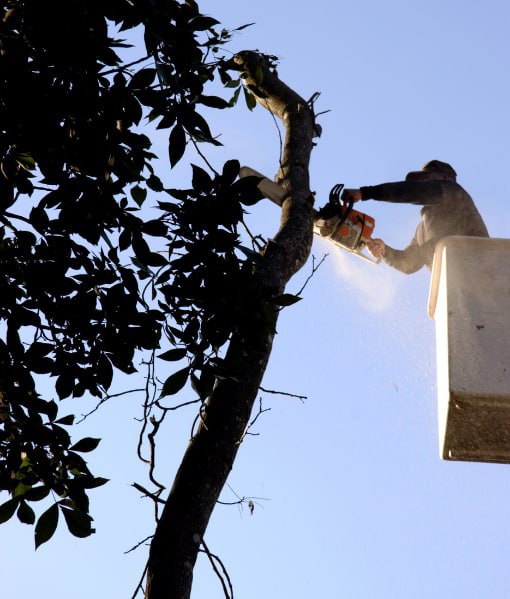 This is a photo of tree crown reduction being carried out. Operative is carrying this out using a cherry picker. All works are being undertaken by Tenterden Tree Surgeons