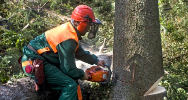 This is a photo of a tree being cut down in ABC. All works are being undertaken by Tenterden Tree Surgeons