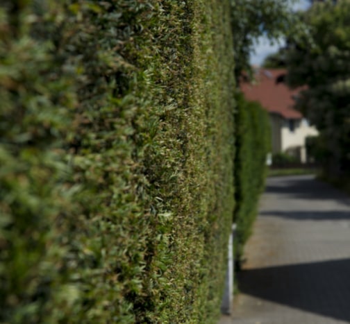 This is a photo of a hedge that has just been cut in Tenterden. All works are being undertaken by Tenterden Tree Surgeons