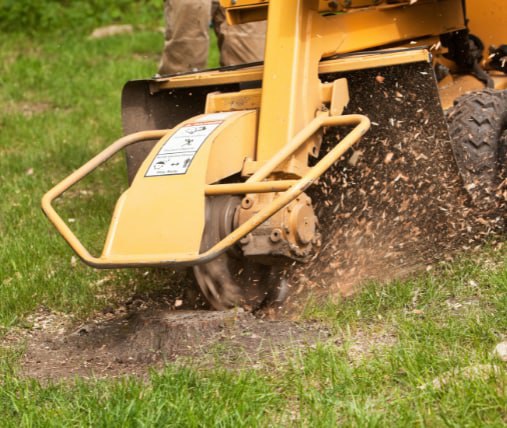 This is a photo of stump grinding being carried out in Tenterden. All works are being undertaken by Tenterden Tree Surgeons