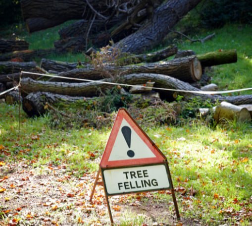 This is a photo of tree felling being carried out in Tenterden. All works are being undertaken by Tenterden Tree Surgeons