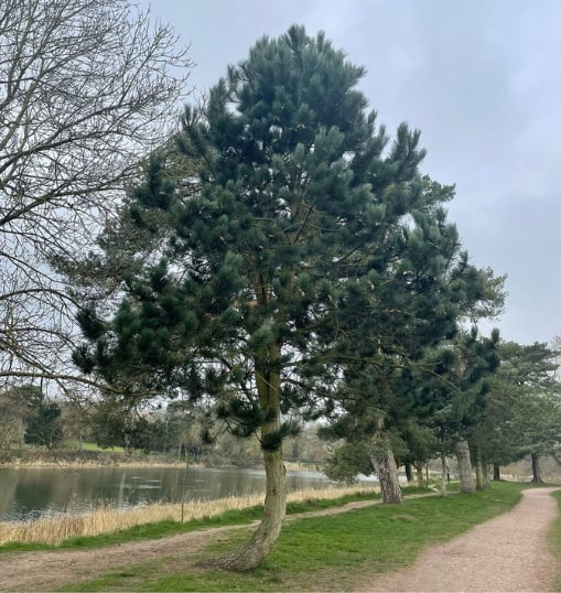 This is a photo of a Tree in Tenterden that has recently had crown reduction carried out. Works were undertaken by Tenterden Tree Surgeons